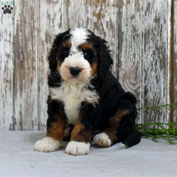 Carter, Mini Bernedoodle Puppy